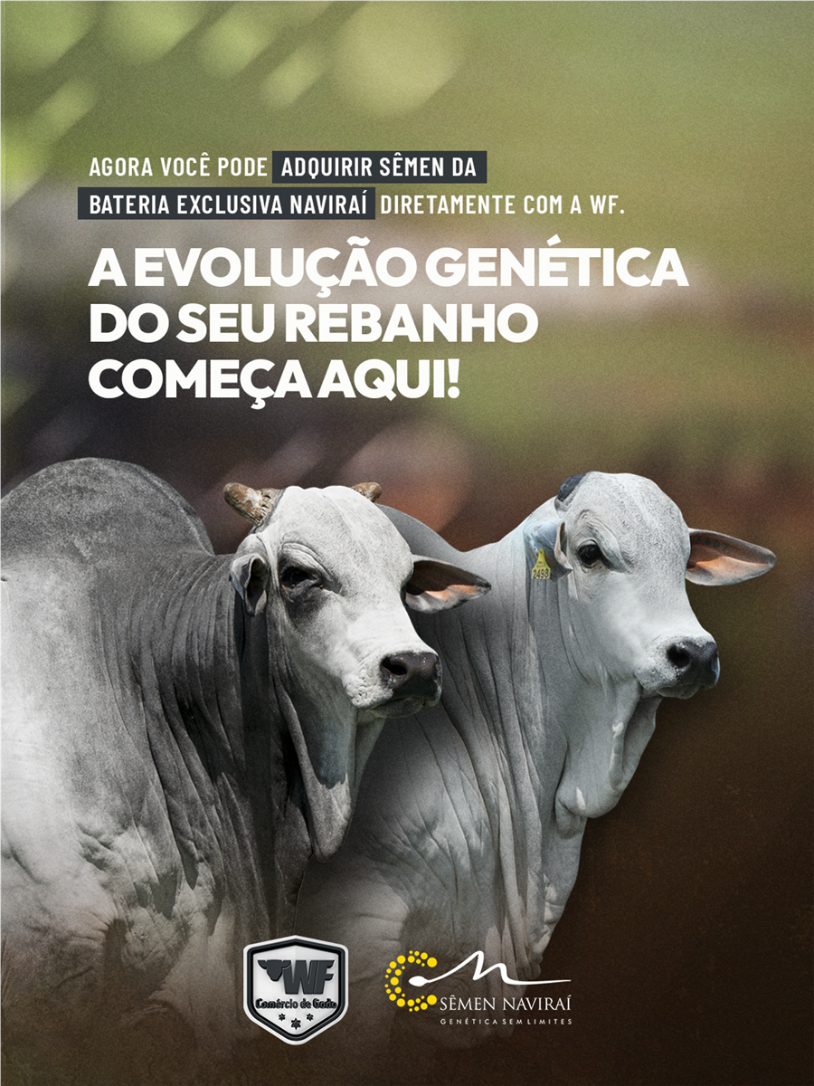 S&ecirc;men Navira&iacute;