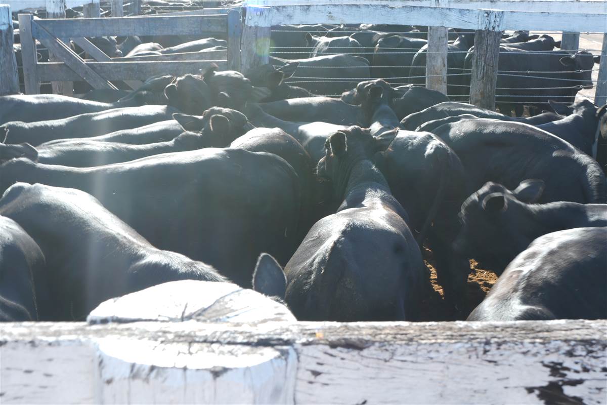 Clique para ver - Foto 1