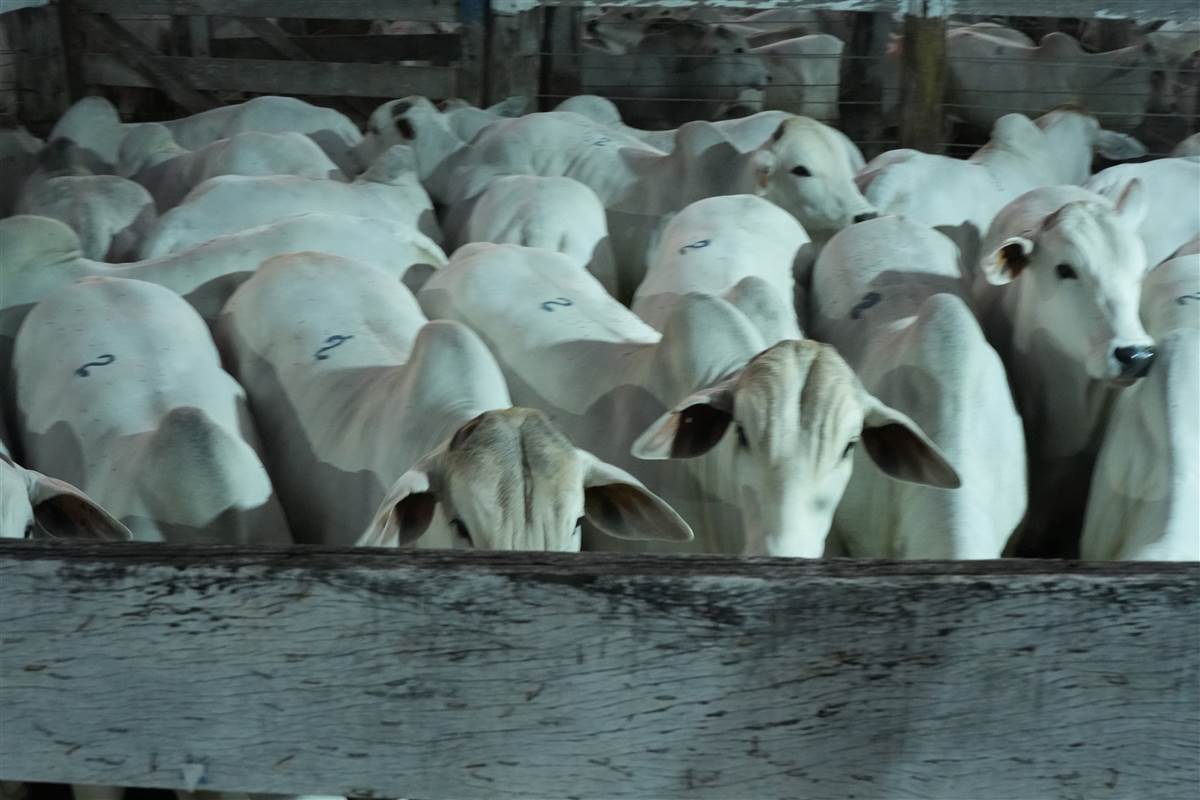 Clique para ver - Foto 1