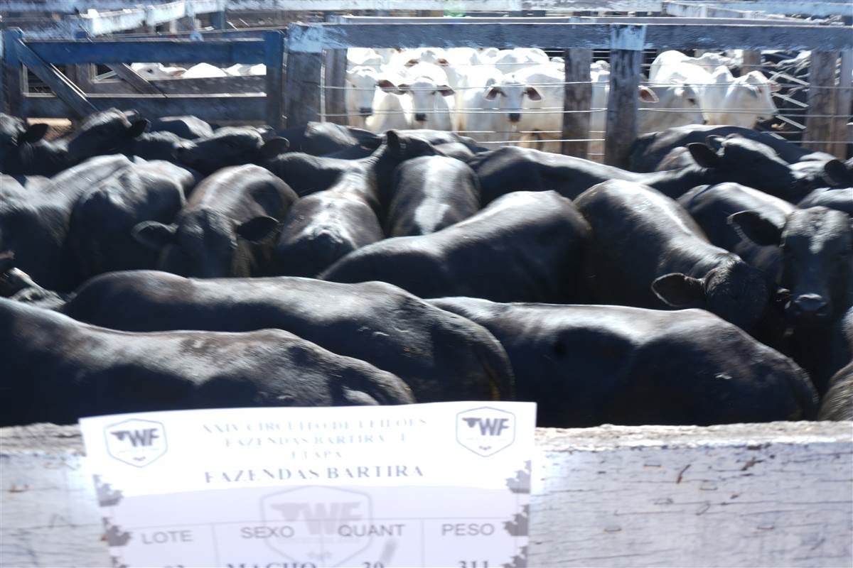 Clique para ver - Foto 1