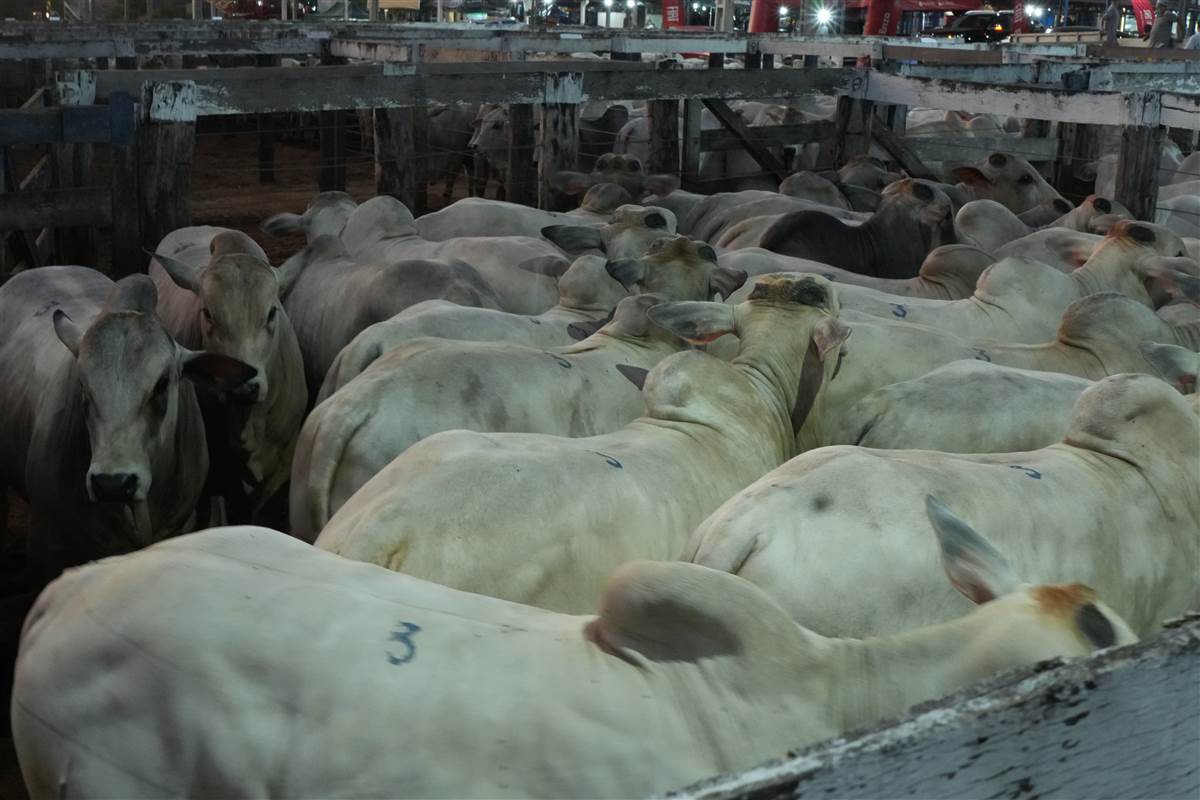 Clique para ver - Foto 0