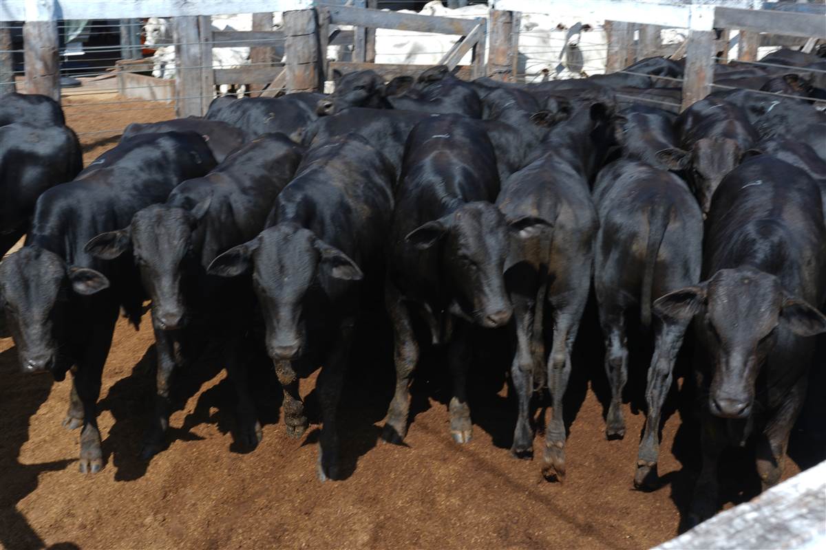 Clique para ver - Foto 0