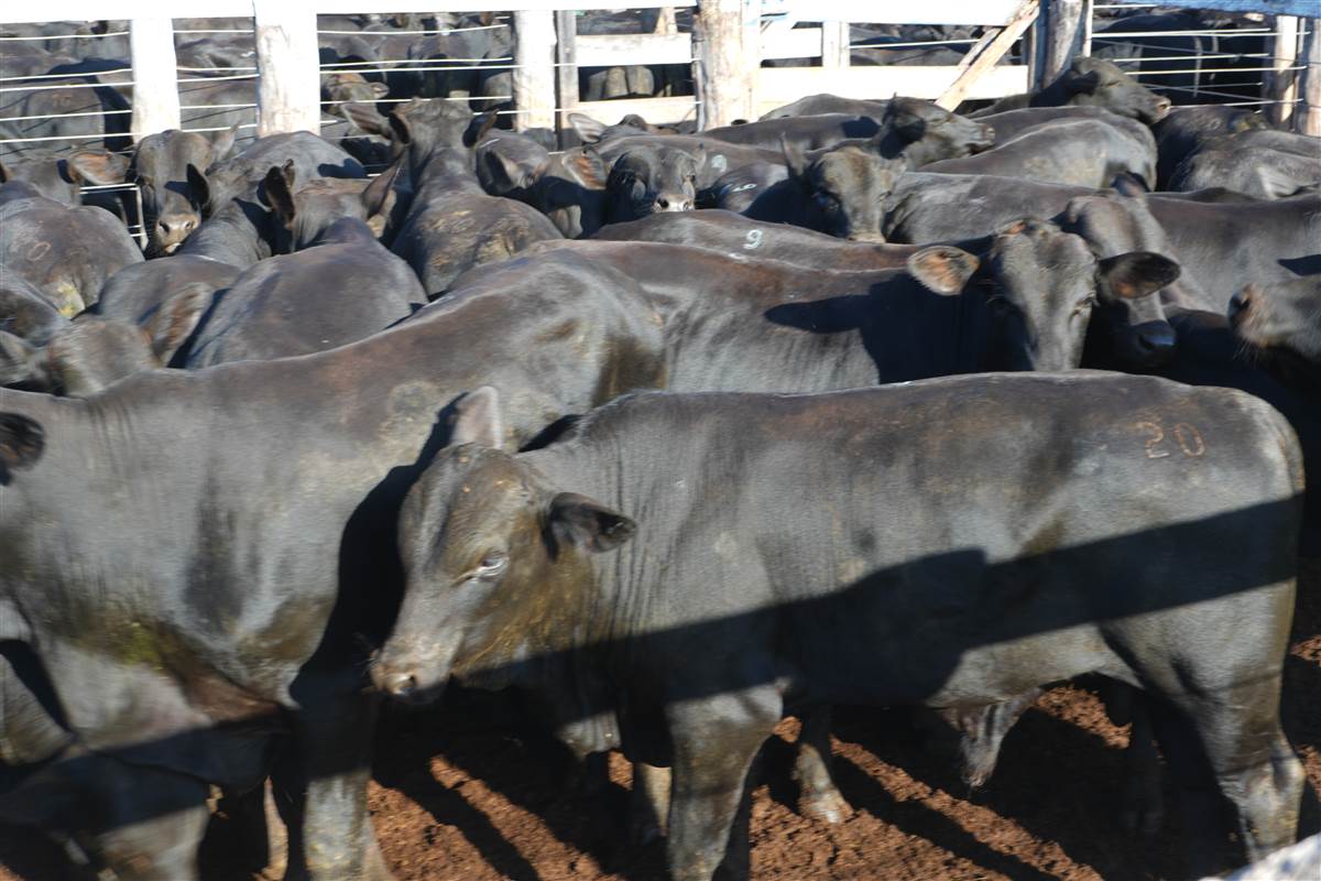 Clique para ver - Foto 0