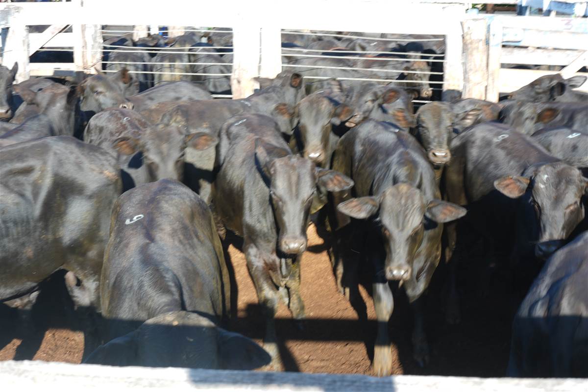 Clique para ver - Foto 1