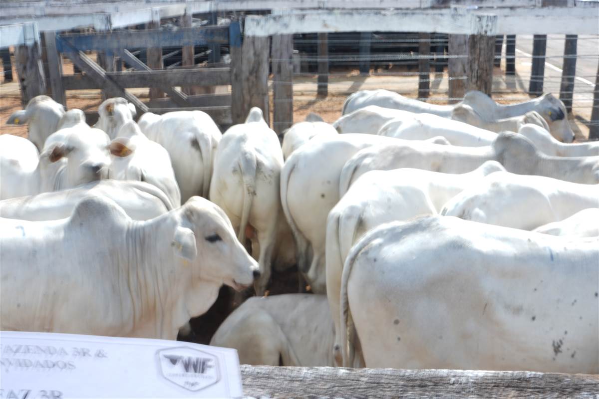 Clique para ver - Foto 1