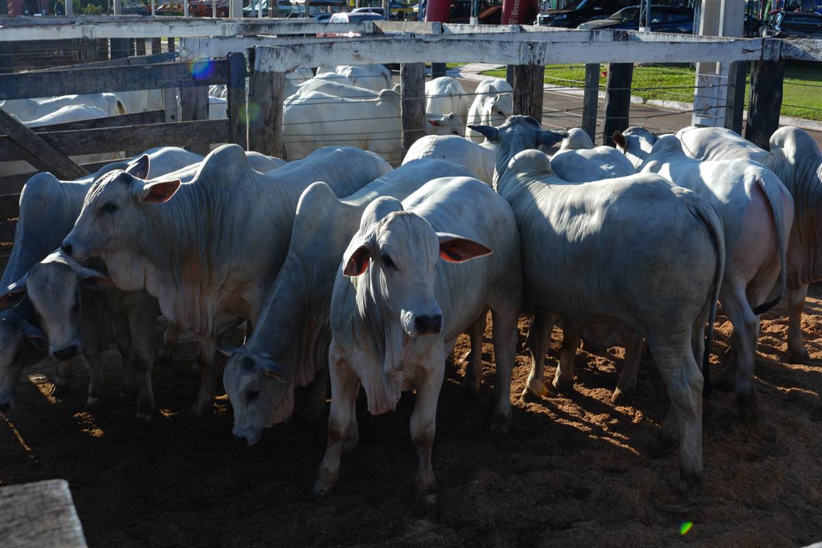 Clique para ver - Foto 0