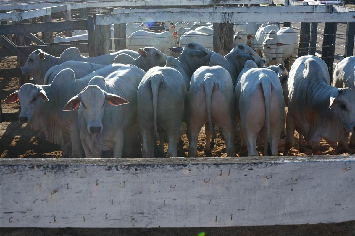 Clique para ver - Foto 1