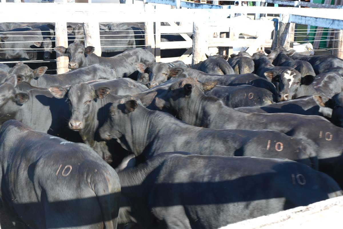 Clique para ver - Foto 0