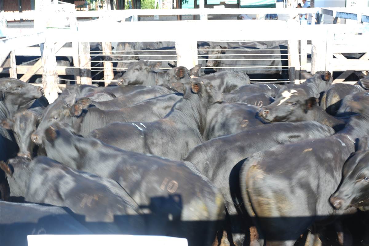 Clique para ver - Foto 1