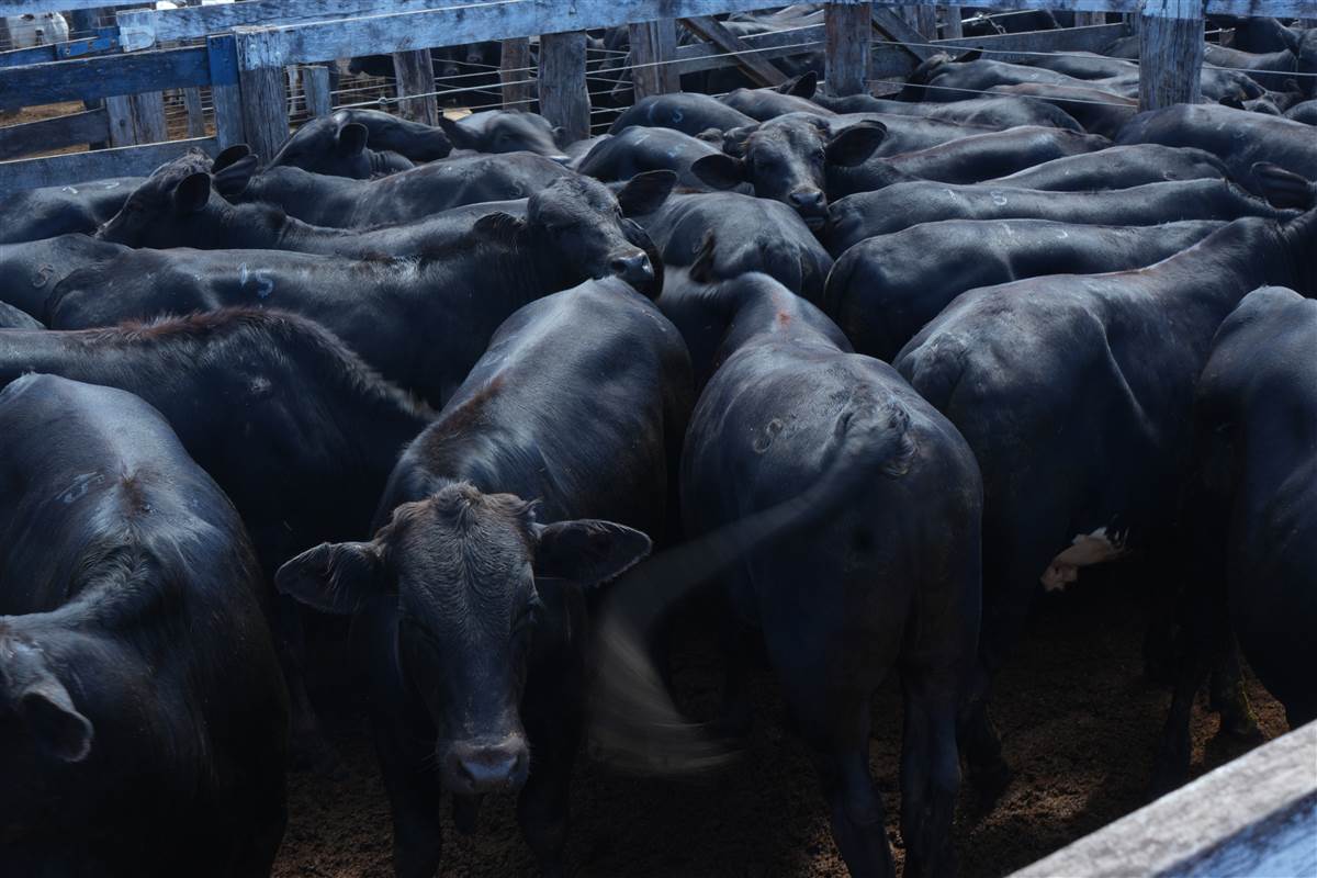 Clique para ver - Foto 0