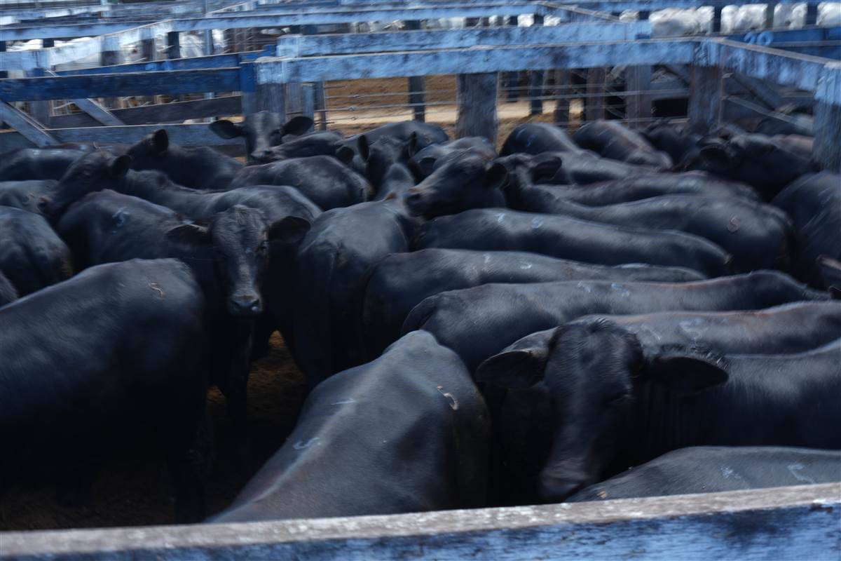 Clique para ver - Foto 1