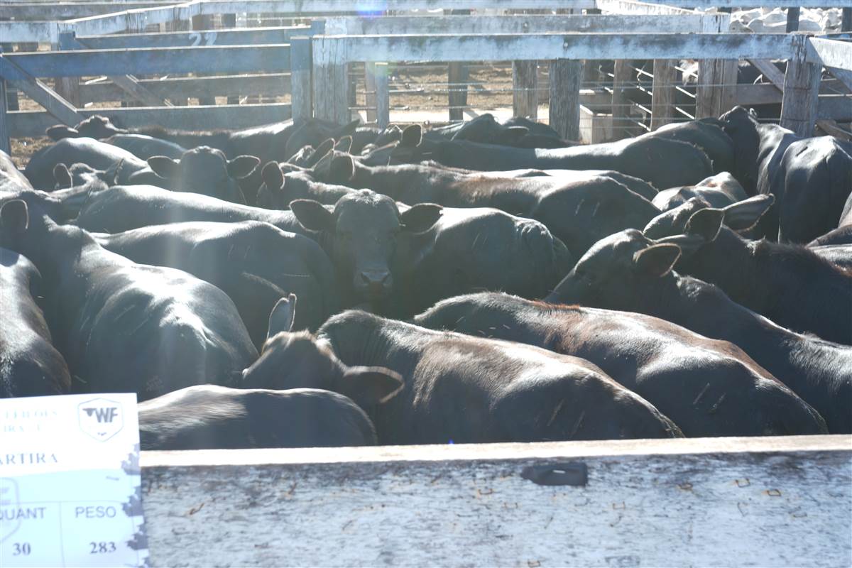 Clique para ver - Foto 1