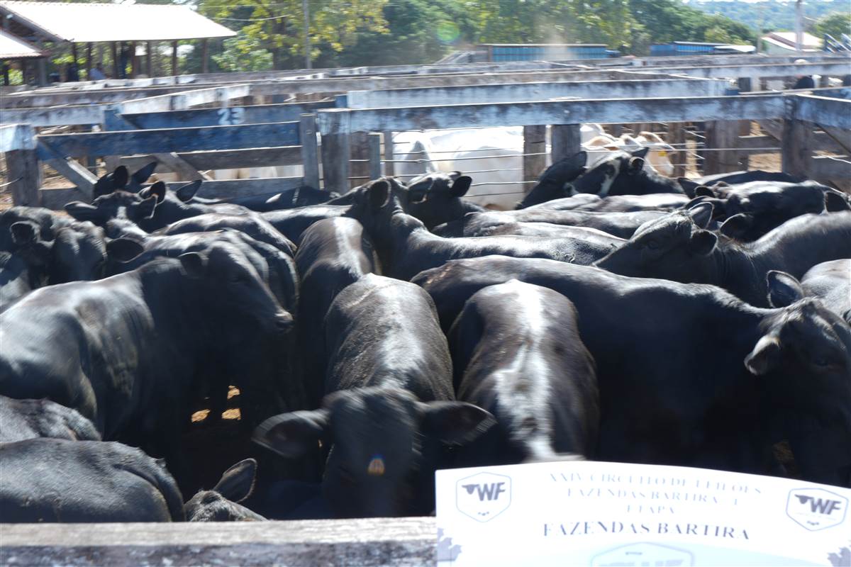 Clique para ver - Foto 1