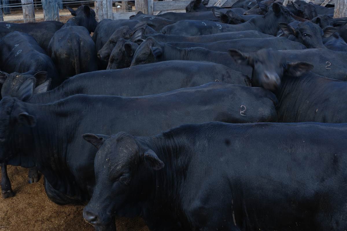 Clique para ver - Foto 0