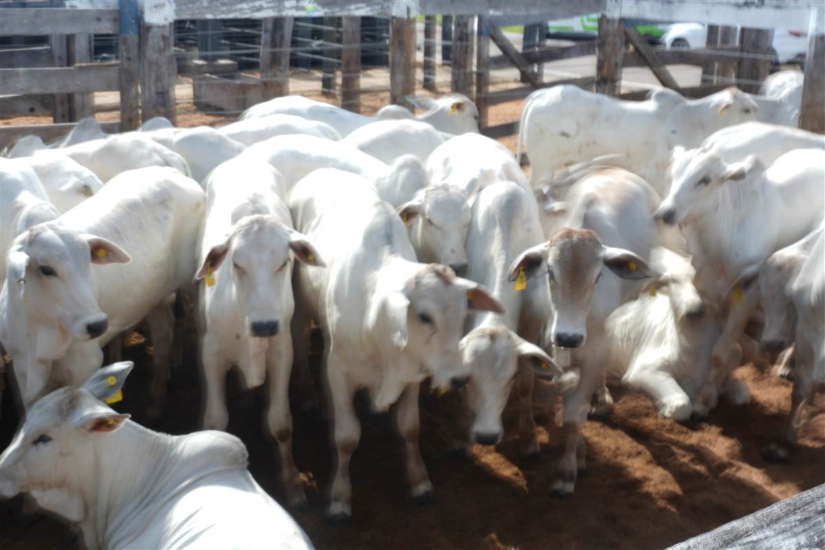 Clique para ver - Foto 0