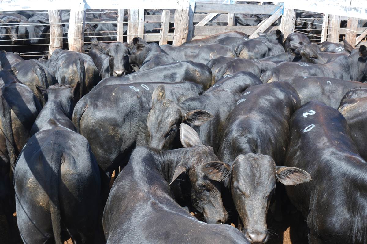 Clique para ver - Foto 0