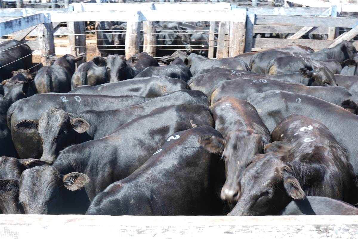 Clique para ver - Foto 1