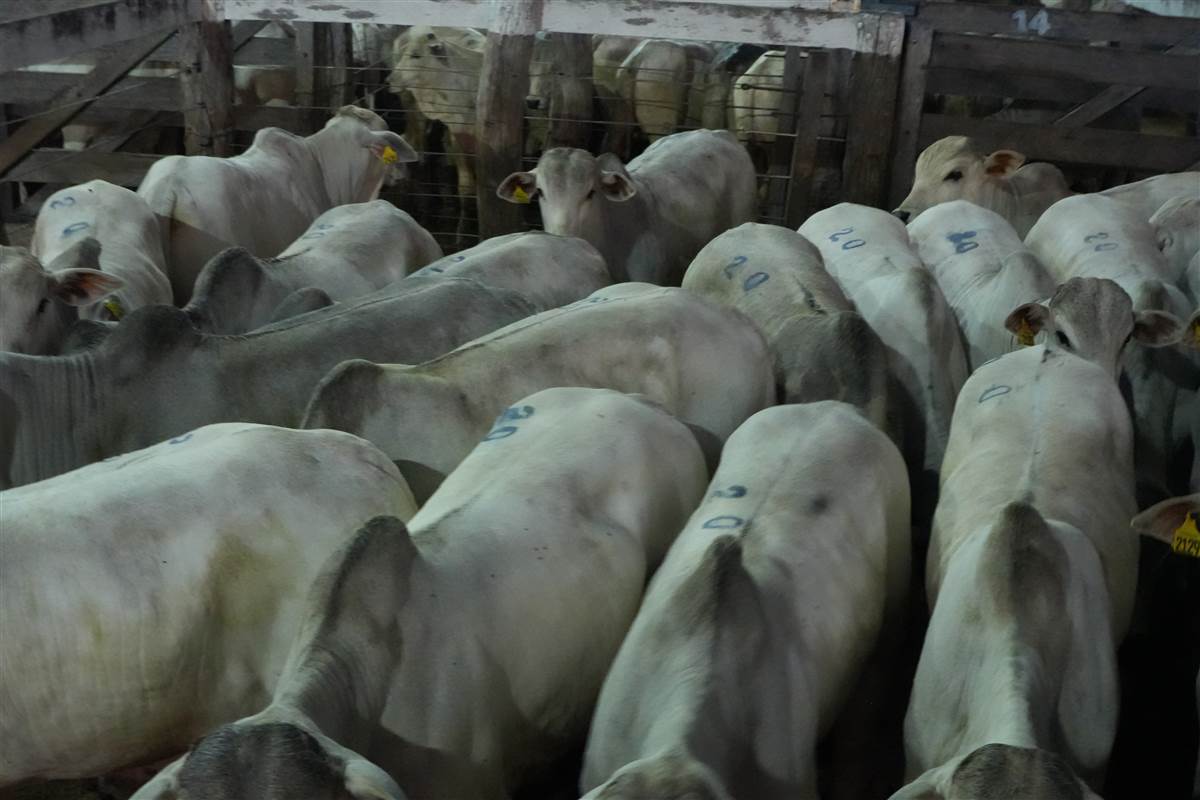 Clique para ver - Foto 0