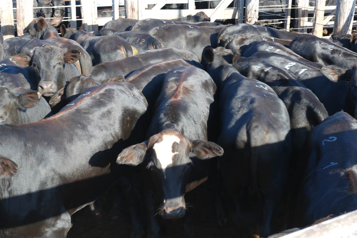 Clique para ver - Foto 0