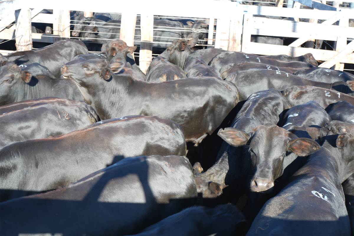 Clique para ver - Foto 1