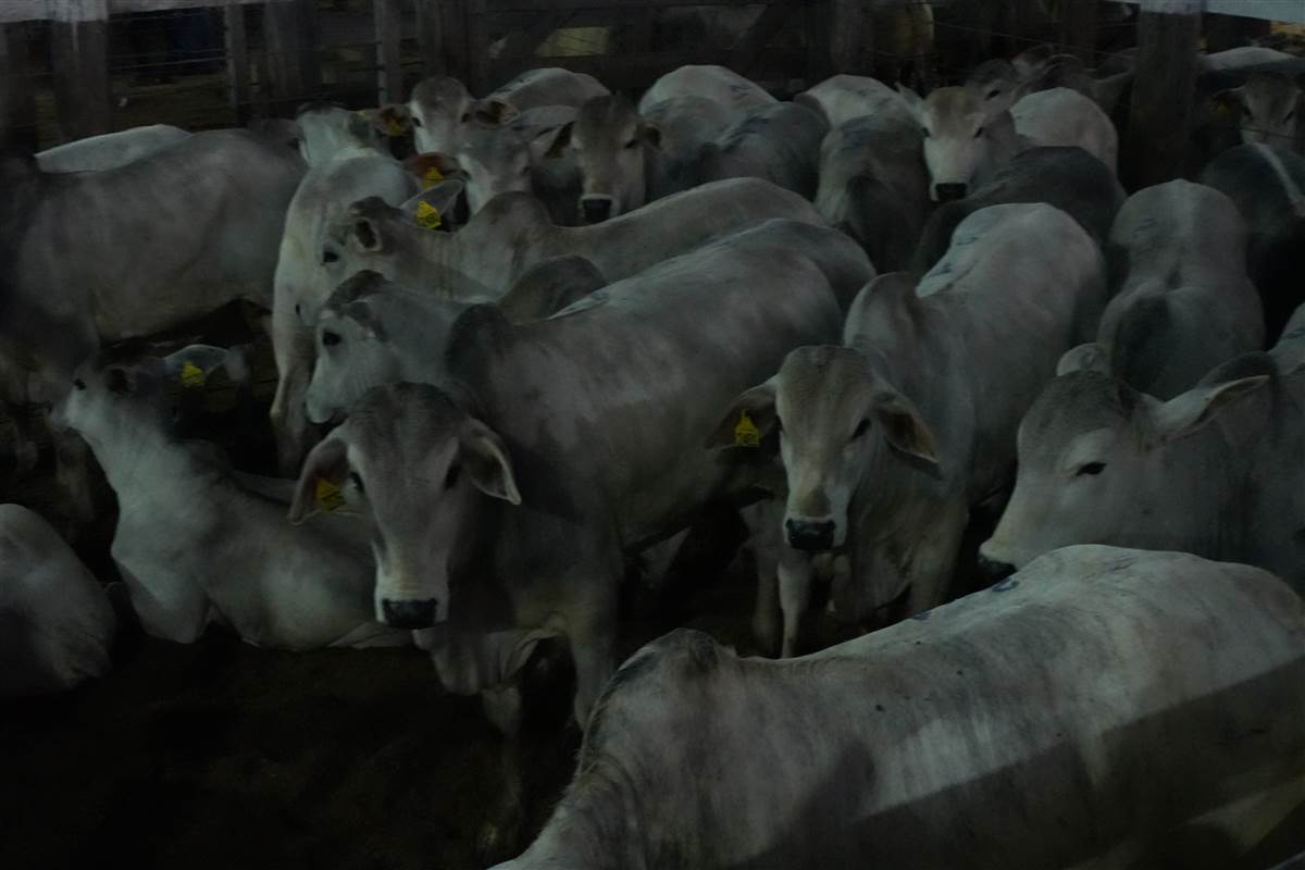 Clique para ver - Foto 0