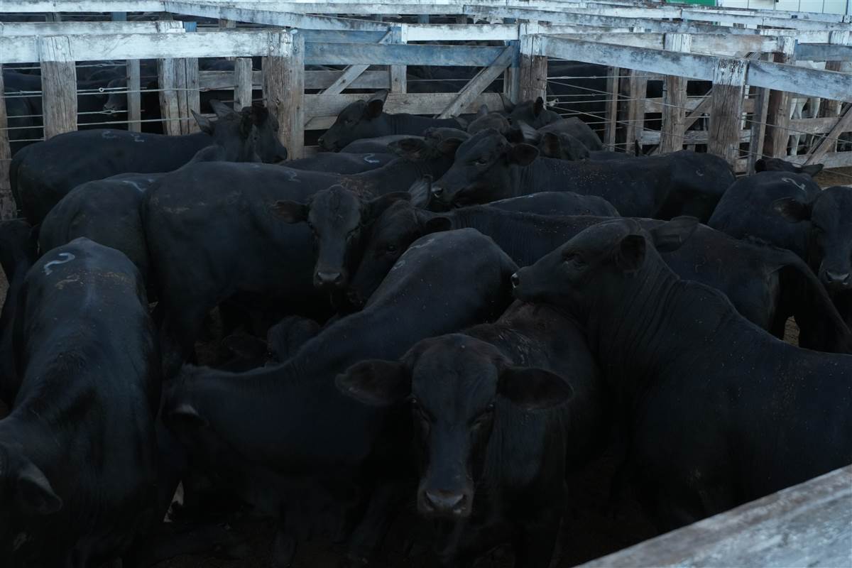 Clique para ver - Foto 0