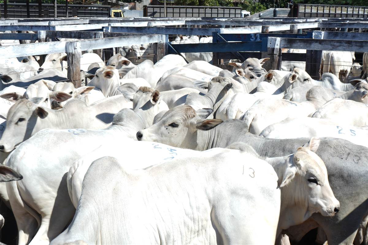 Clique para ver - Foto 0