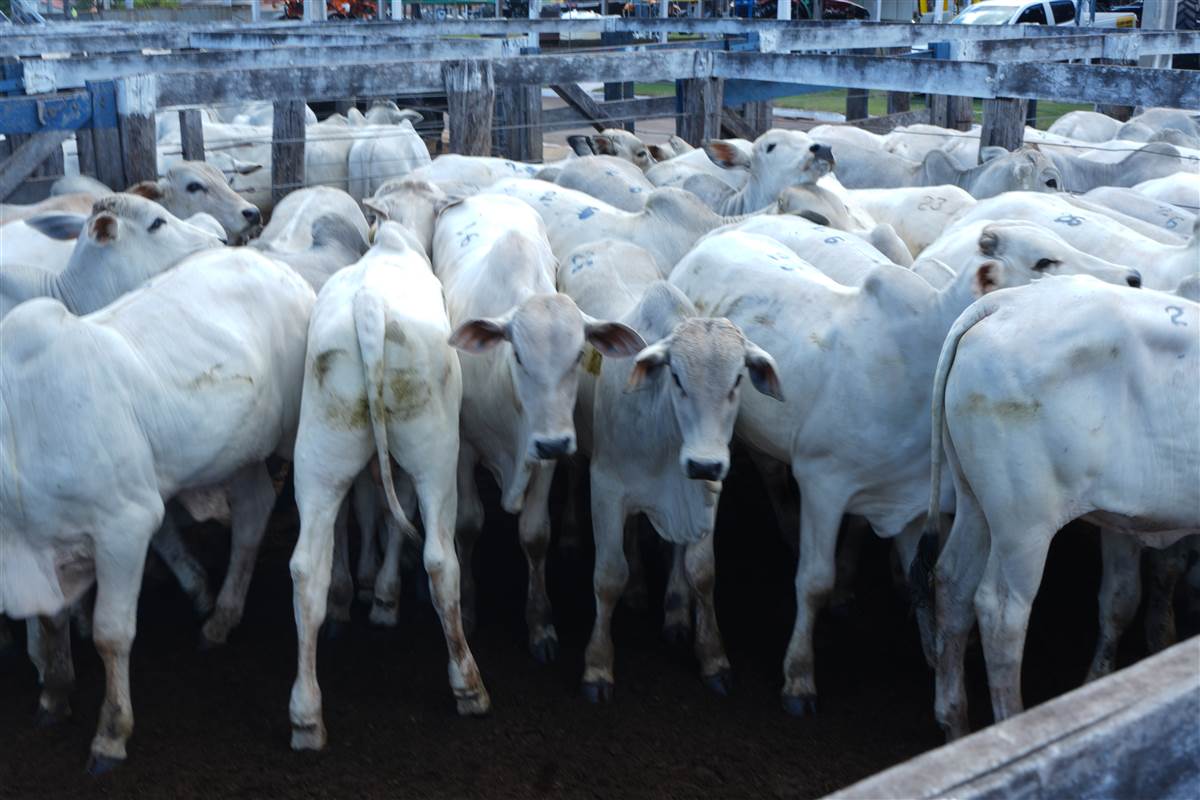 Clique para ver - Foto 0