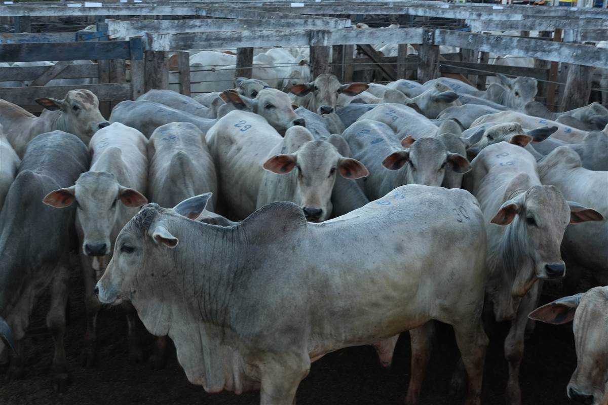 Clique para ver - Foto 0