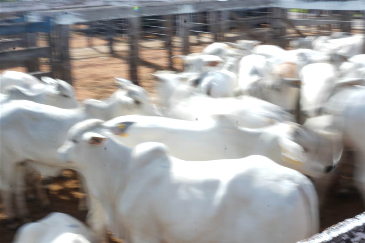 Clique para ver - Foto 0