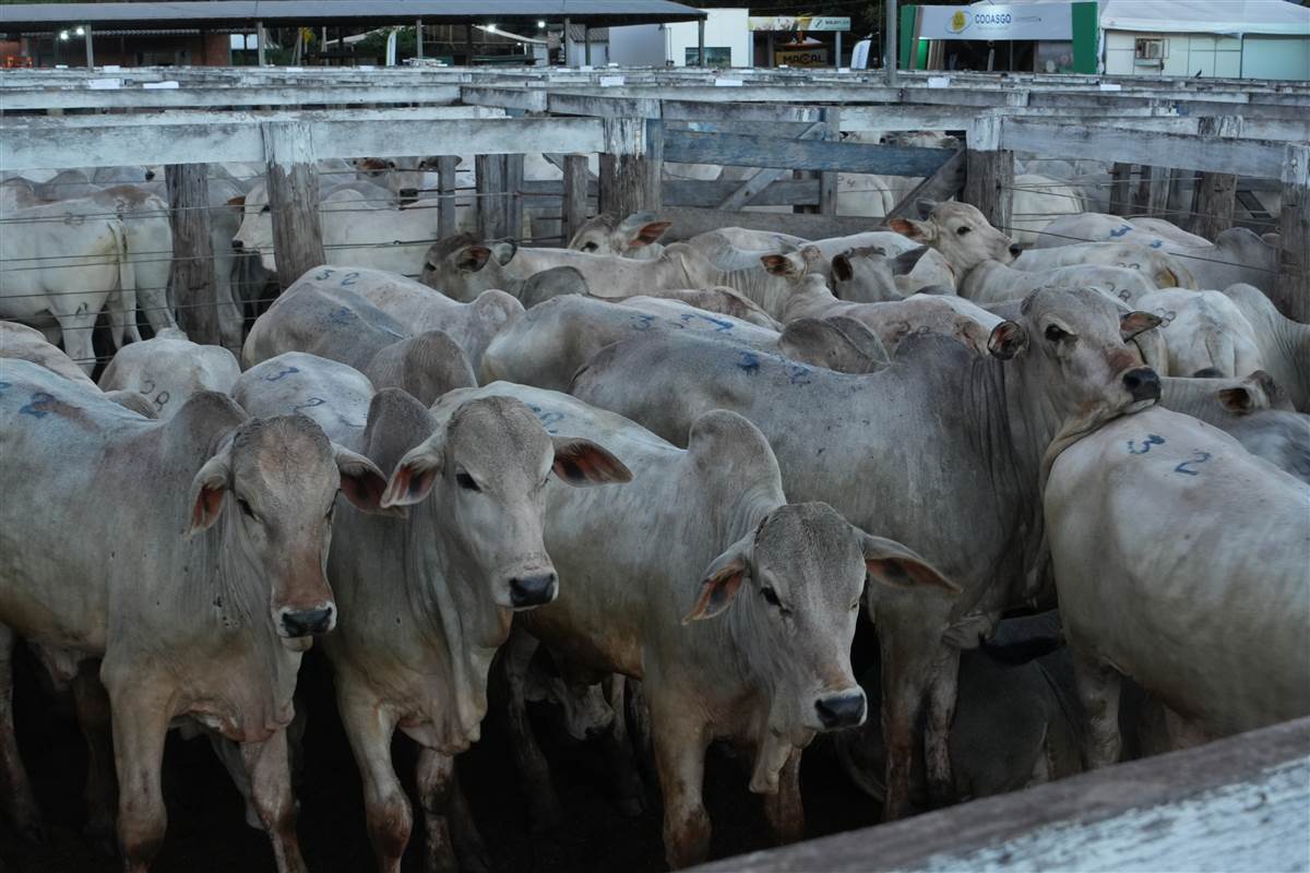 Clique para ver - Foto 0