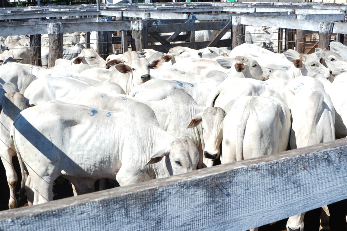 Clique para ver - Foto 0