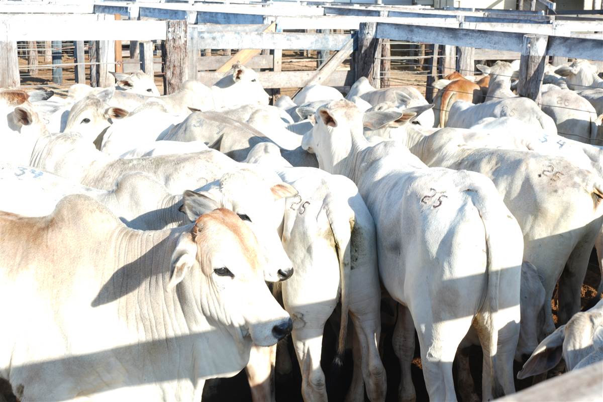 Clique para ver - Foto 0