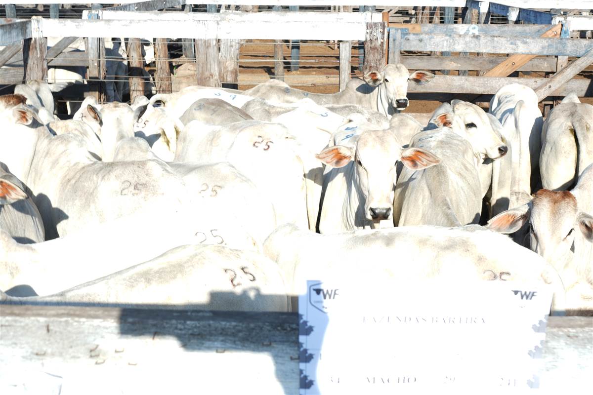 Clique para ver - Foto 1