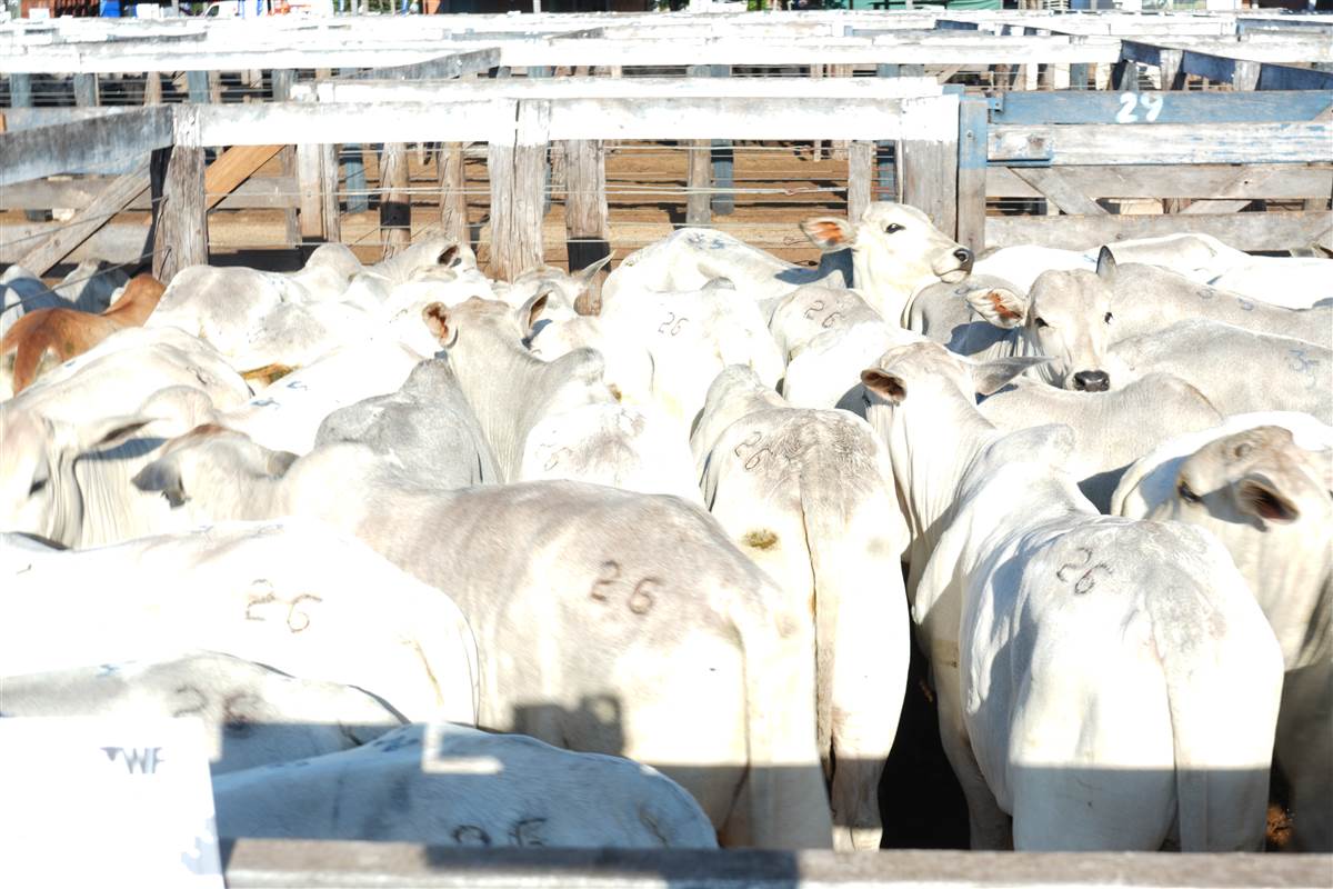 Clique para ver - Foto 1