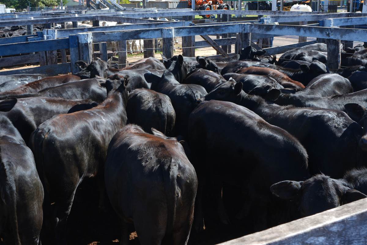 Clique para ver - Foto 0