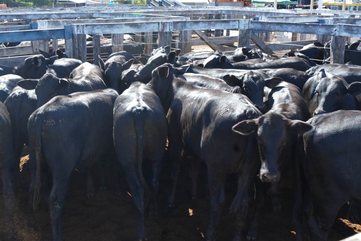 Clique para ver - Foto 0