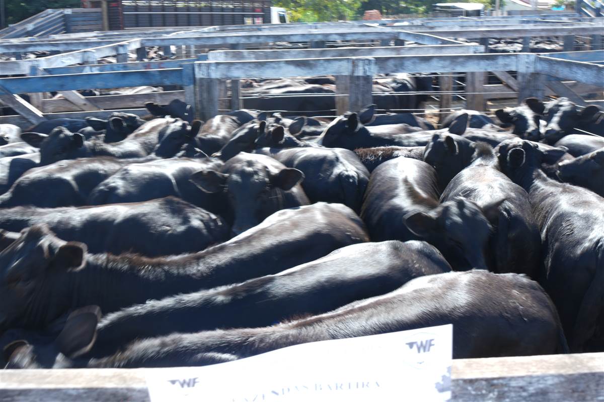 Clique para ver - Foto 1