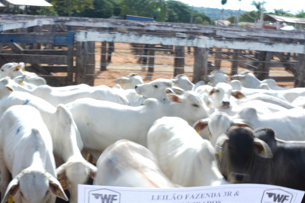 Clique para ver - Foto 1