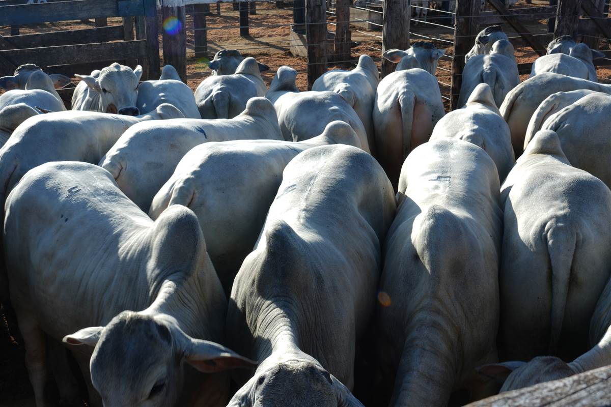 Clique para ver - Foto 0