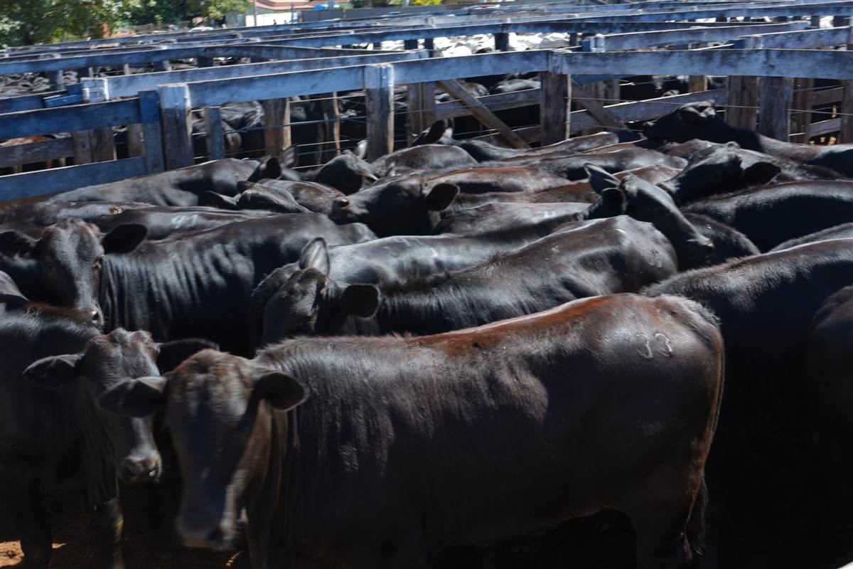 Clique para ver - Foto 0