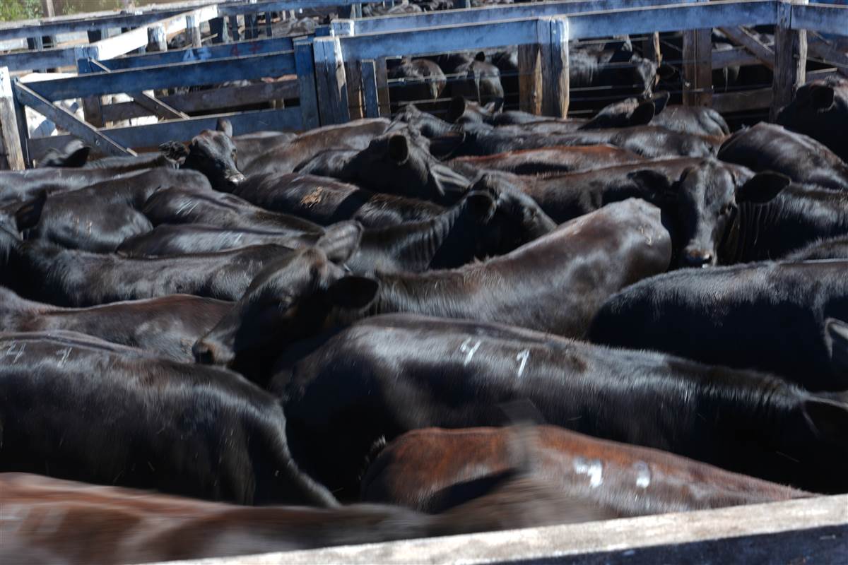 Clique para ver - Foto 1