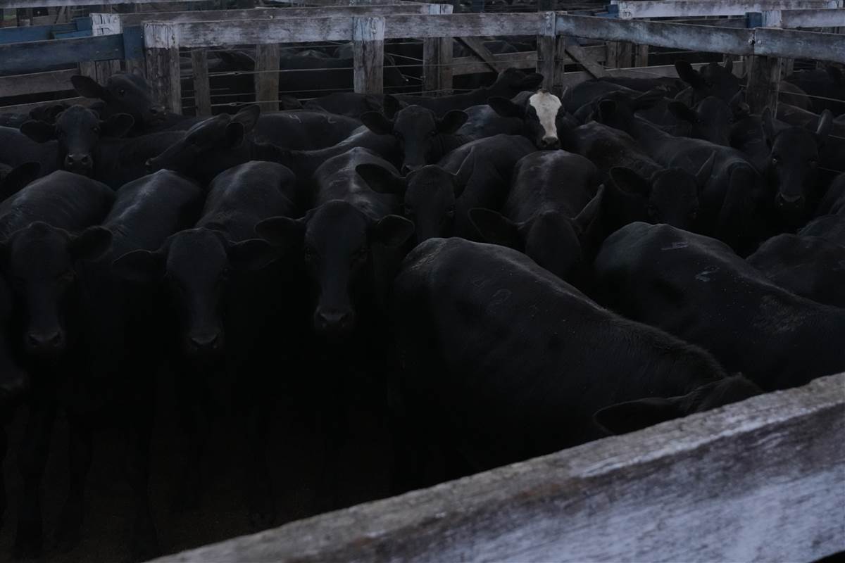 Clique para ver - Foto 0