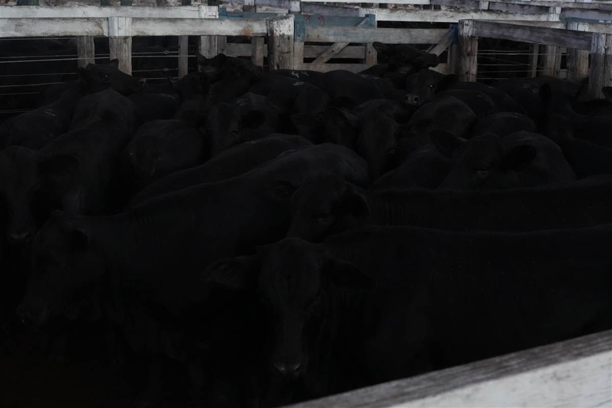 Clique para ver - Foto 0