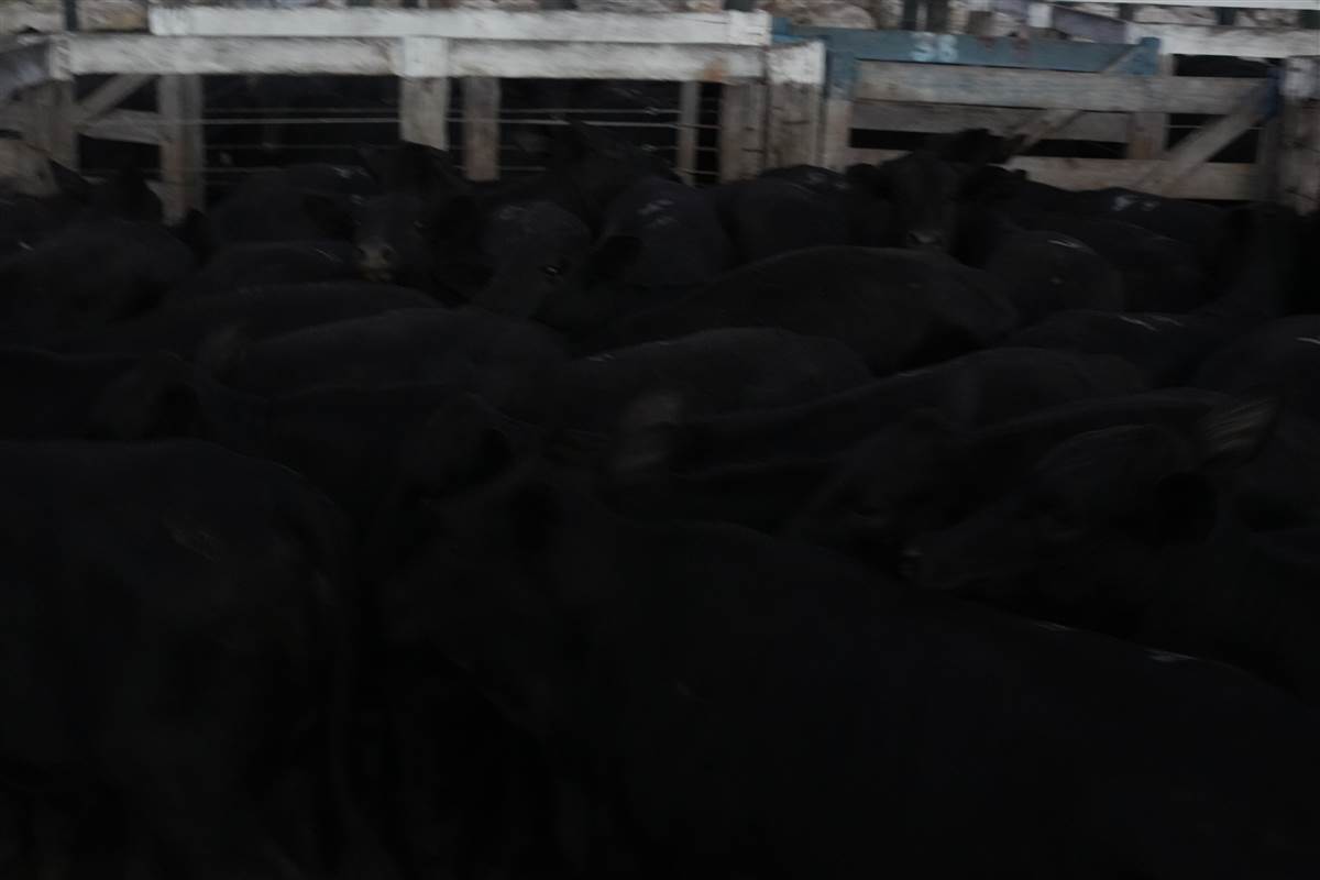 Clique para ver - Foto 1