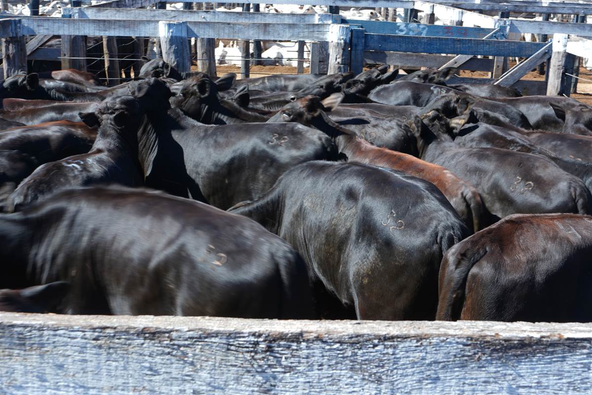 Clique para ver - Foto 1