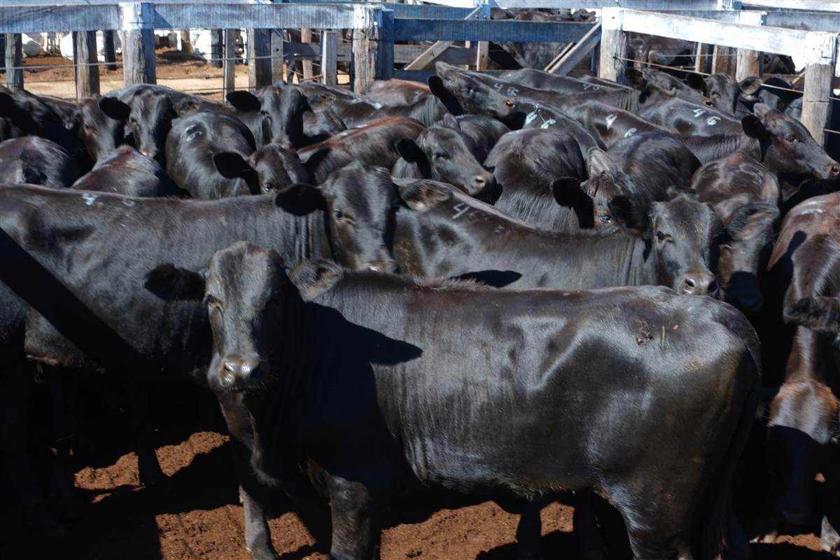 Clique para ver - Foto 0