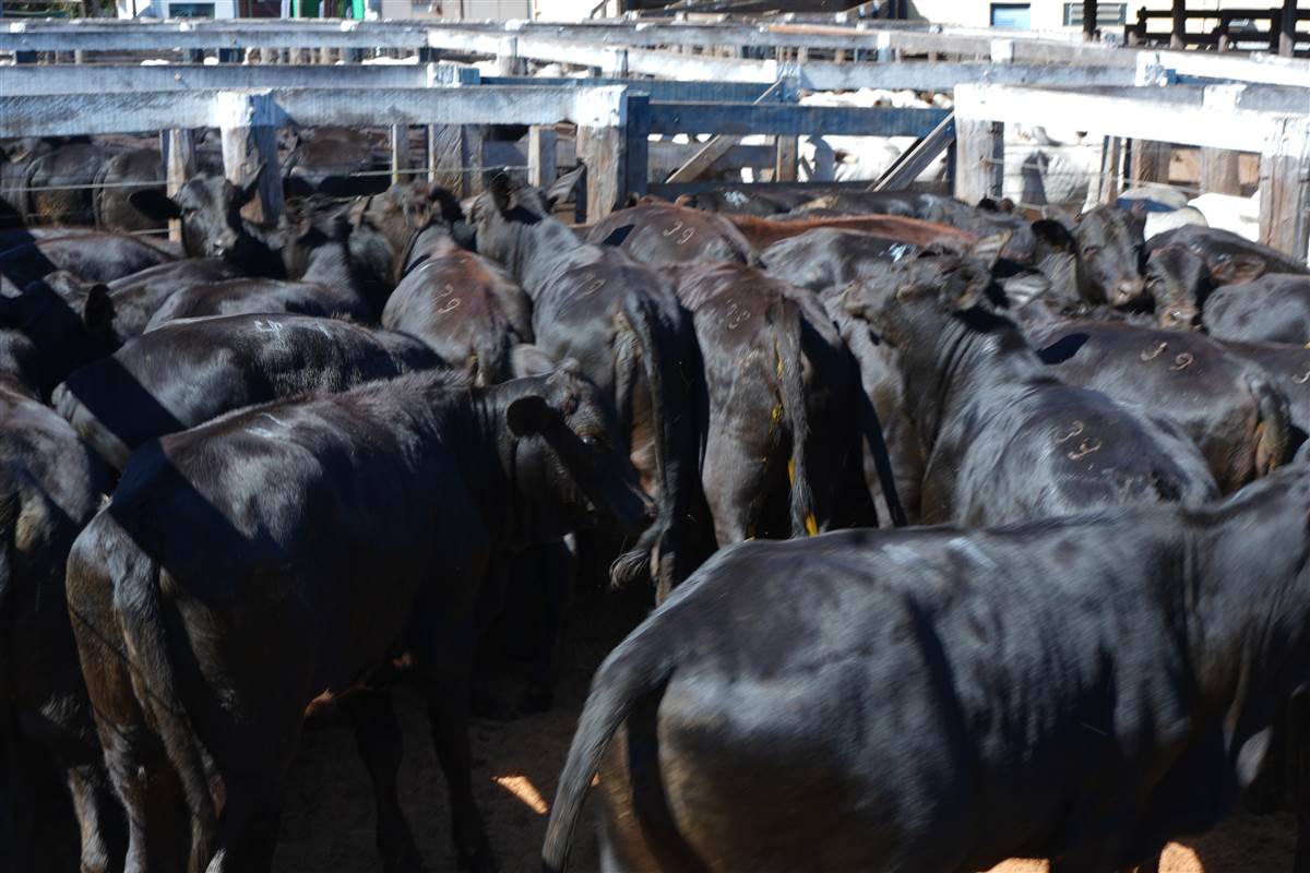 Clique para ver - Foto 0