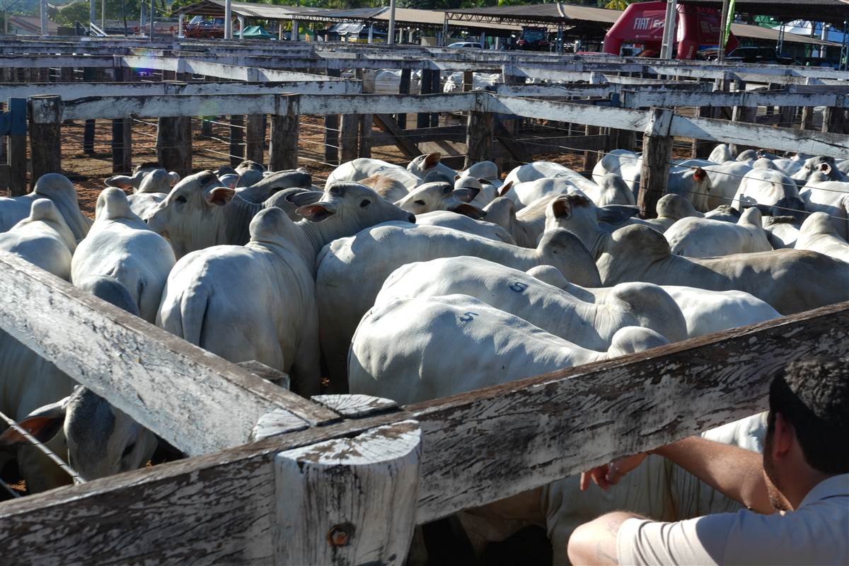 Clique para ver - Foto 0