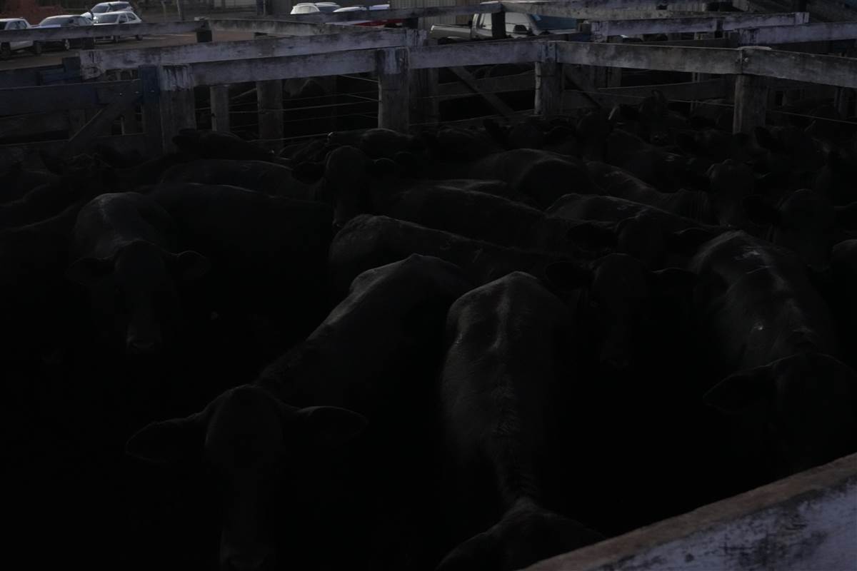 Clique para ver - Foto 0